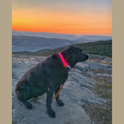 Rocky Mountain Dog Mountain Beacon LED Collar
