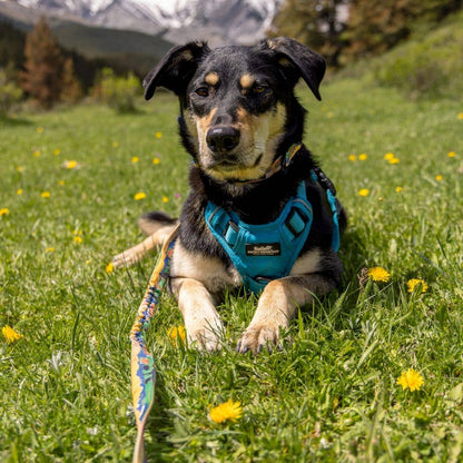 Rocky Mountain Dog Waterton All Mountain Leash