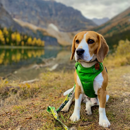 Summit All Terrain Harness
