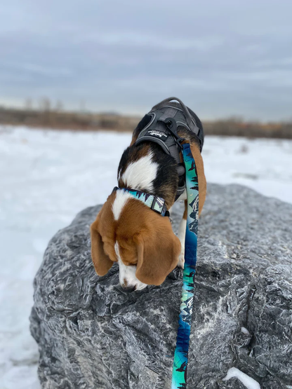 Canmore V2 Alpine Dog Collar