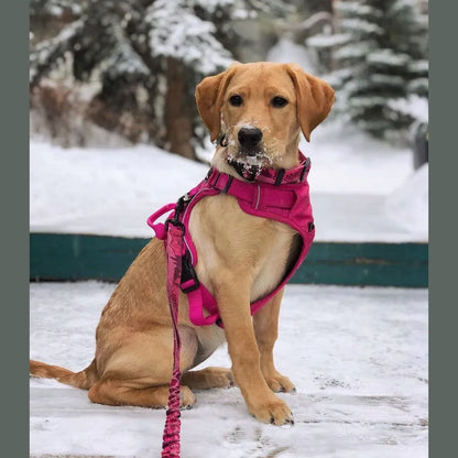 Rocky Mountain Dog | Cascade All-Mountain Dog Leash 6'