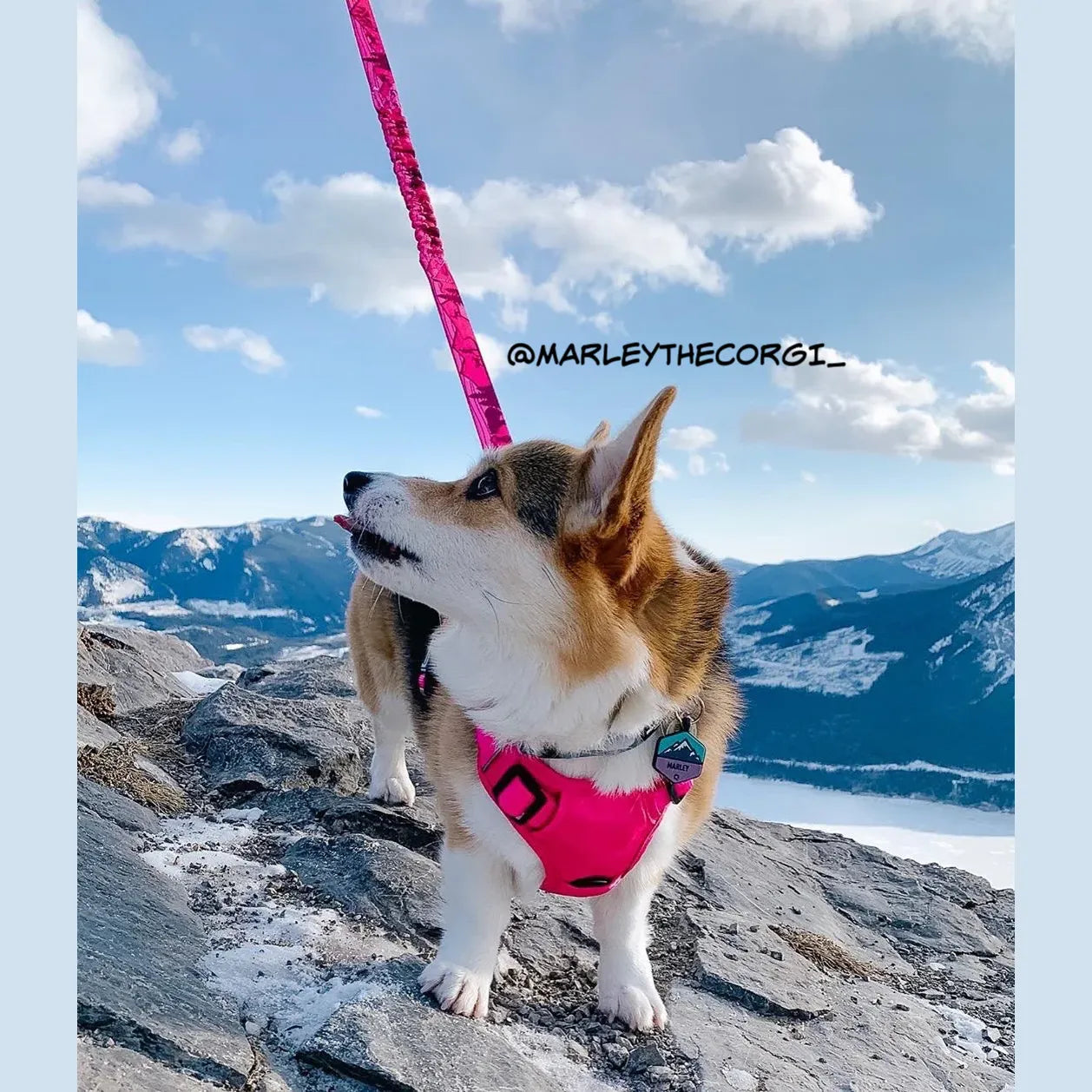 Rocky Mountain Dog | Cascade All-Mountain Dog Leash 6'