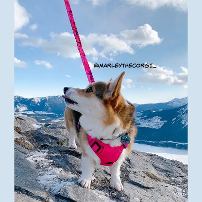 Rocky Mountain Dog | Cascade All-Mountain Dog Leash 6'