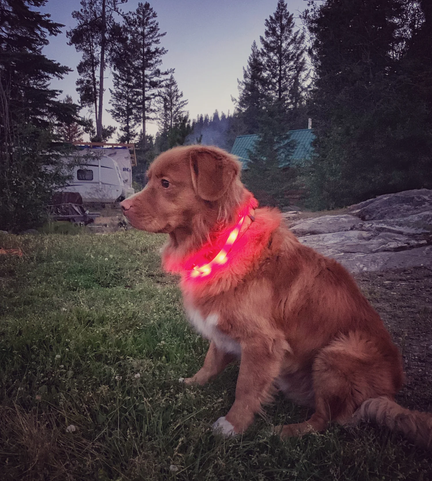 LED Dog Safety Collar