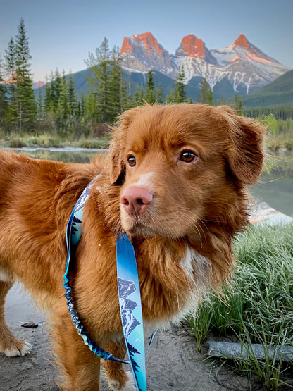 Canmore V2  All-Mountain Dog Leash